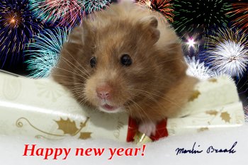 Foto SyrischeHamsters2015/20151231-happynewyear.jpg