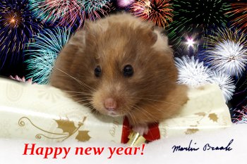 Foto SyrischeHamsters2015/20151231-happynewyear2.jpg