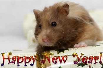 Foto SyrischeHamsters2015/20151231-happynewyear5.jpg