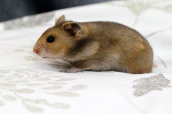 Foto SyrischeHamsters2016/20160410-hamster01.jpg