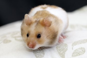 Foto SyrischeHamsters2016/20160410-hamster07.jpg