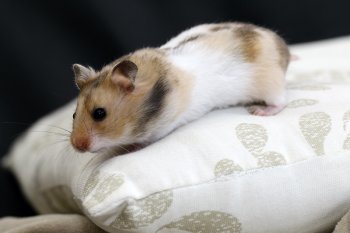 Foto SyrischeHamsters2016/20160410-hamster08.jpg