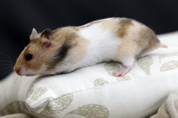 Foto SyrischeHamsters2016/20160410-hamster09.jpg