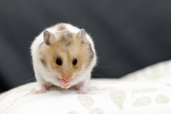 Foto SyrischeHamsters2016/20160410-hamster10.jpg