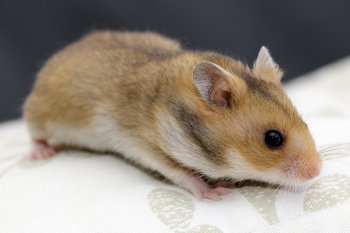 Foto SyrischeHamsters2016/20160410-hamster12.jpg