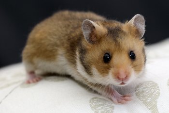 Foto SyrischeHamsters2016/20160410-hamster13.jpg