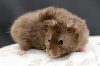 Foto SyrischeHamsters2016/20160410-hamster15.jpg