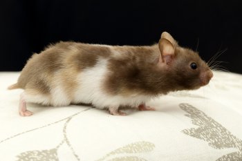 Foto SyrischeHamsters2016/20160415-chocola-korthaar-driekleur.jpg