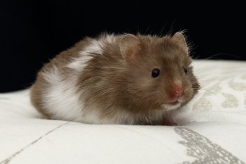 Foto SyrischeHamsters2016/20160415-chocola-langhaar-driekleur.jpg