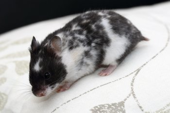 Foto SyrischeHamsters2016/20160415-dominantspot-driekleur.jpg