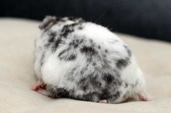 Foto SyrischeHamsters2017/20170205-Dalmatier2.jpg