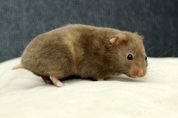 Foto SyrischeHamsters2017/20170205-driekleur-choco.jpg