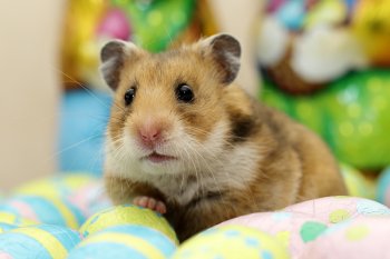 Foto SyrischeHamsters2017/20170401-pasen-nieuwehamster01.jpg