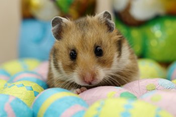 Foto SyrischeHamsters2017/20170401-pasen-nieuwehamster02.jpg