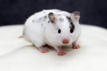 Foto SyrischeHamsters2017/20170409-Dalmatier.jpg