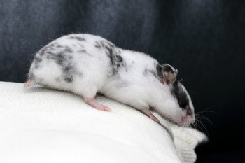 Foto SyrischeHamsters2017/20170528-Dalmatier.jpg