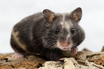 Foto SyrischeHamsters2017/20171119-Syre07-ZwartGoud-tweekleurigevlekken.jpg