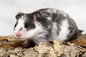 Foto SyrischeHamsters2017/20171119-Syre12-Dalmatier.jpg