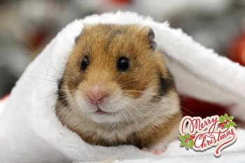 Foto SyrischeHamsters2017/20171224-kerst01.jpg