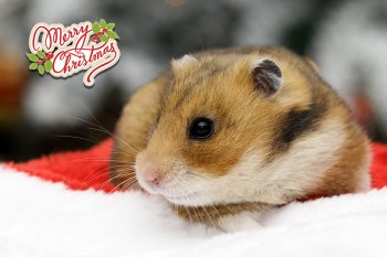 Foto SyrischeHamsters2017/20171224-kerst02.jpg