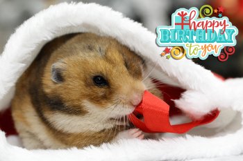 Foto SyrischeHamsters2017/20171226-happybirthday.jpg