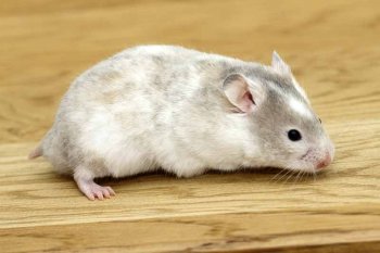 Foto SyrischeHamsters2018/20180101-Polywhite01.jpg