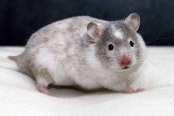 Foto SyrischeHamsters2018/20180101-Polywhite02.jpg