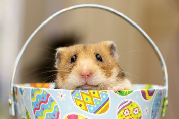 Foto SyrischeHamsters2018/20180225-Hamster-Pasen01.jpg