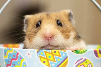 Foto SyrischeHamsters2018/20180225-Hamster-Pasen01b.jpg