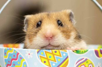 Foto SyrischeHamsters2018/20180225-Hamster-Pasen01b.jpg