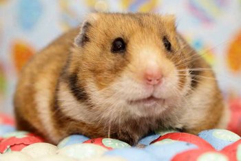 Foto SyrischeHamsters2018/20180318-hamster-pasen.jpg