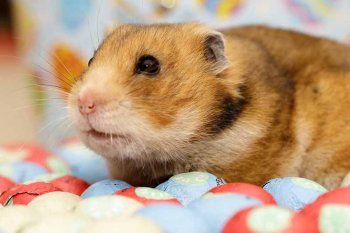 Foto SyrischeHamsters2018/20180318-hamster-pasen2.jpg