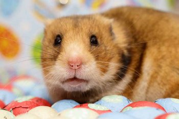 Foto SyrischeHamsters2018/20180318-hamster-pasen3.jpg