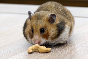 Foto SyrischeHamsters2018/20180617-SyrischeHamster-Wangzakken-Vol01.jpg