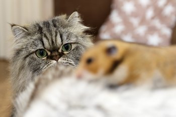 Foto SyrischeHamsters2018/20180714-Tommy-Kat-Hamster.jpg