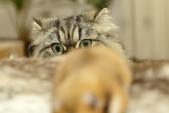 Foto SyrischeHamsters2018/20180714-Tommy-Kat-Hamster4.jpg