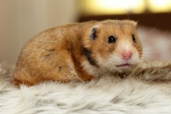 Foto SyrischeHamsters2018/20180714-Tommy-Kat-Hamster7.jpg