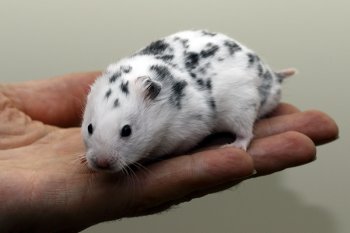 Foto SyrischeHamsters2018/20181118-Syre01-Dalmatier.jpg