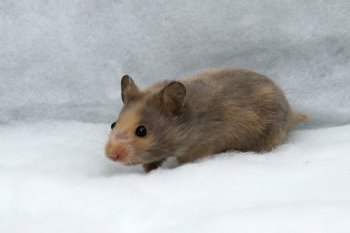 Foto SyrischeHamsters2018/20181125-RussischBlauw.jpg