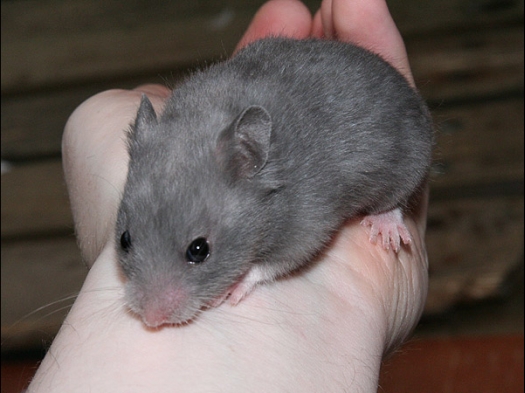 Janet was aanwezig en had een blauwe Syrische hamster bij zich