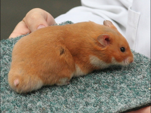 Syrische hamster in de kleur Oranje