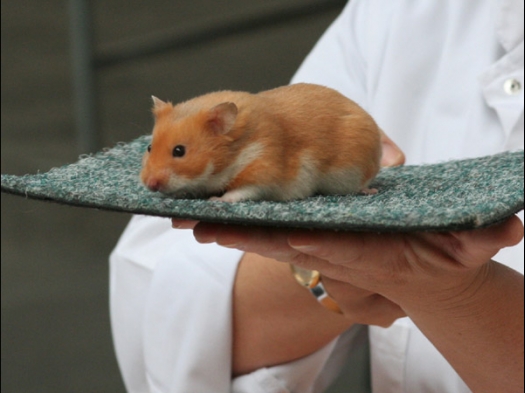 Knagerfestijn, gehouden op 2 september 2006 Syrische hamster in de kleur Oranje