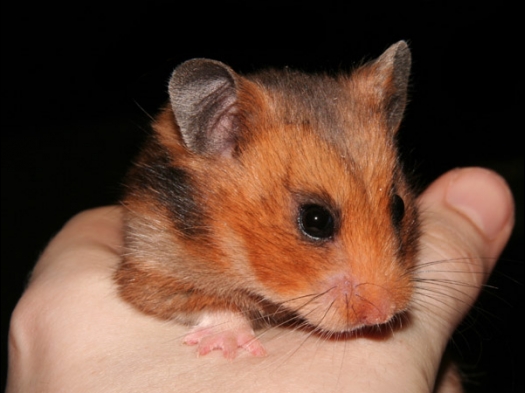 Knagerfestijn, gehouden op 2 september 2006 Syrische hamster