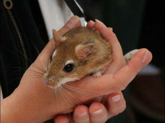 Knagerfestijn, gehouden op 2 september 2006 Een aparte soort gerbil