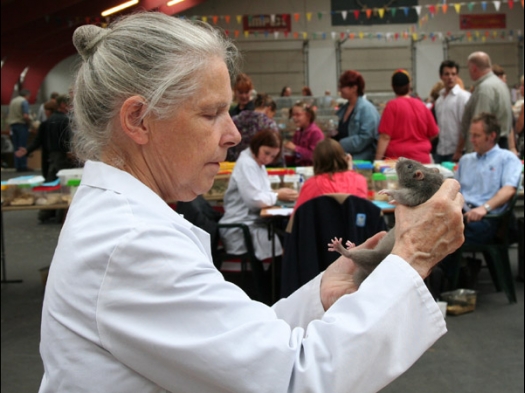 Knagerfestijn, gehouden op 2 september 2006 De ratten worden van top tot teen gekeurd