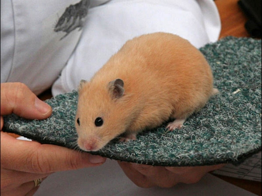 Syrische hamster, Cr�me, van Marian Heesbeen