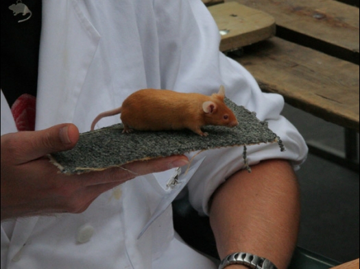 Knagerfestijn, gehouden op 2 september 2006 Kleurmuis