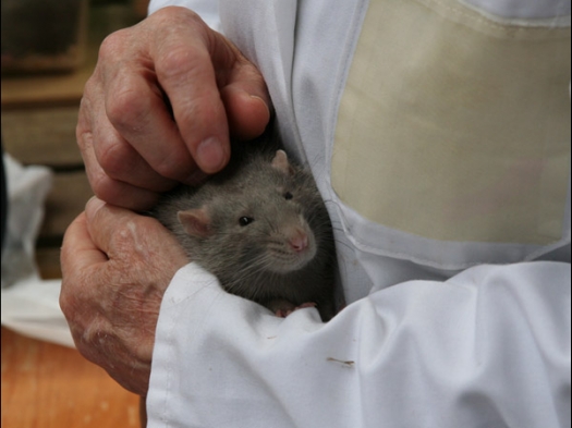 Tijdens de keuring worden de dieren geaaid