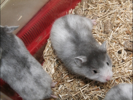 Janet had ook Syrische hamster schimmel bij zich, dit is geen Roan