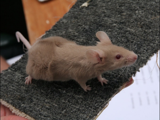 Knagerfestijn, gehouden op 2 september 2006 Een borstel kleurmuis, was niet helemaal goed qua kleur
